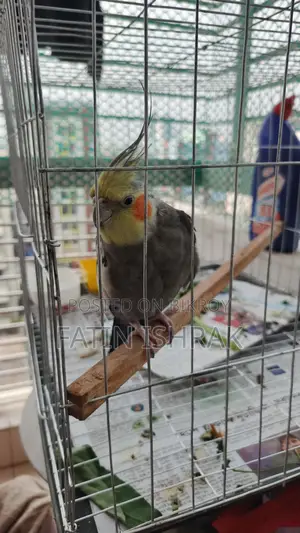 Cockatiel - Male