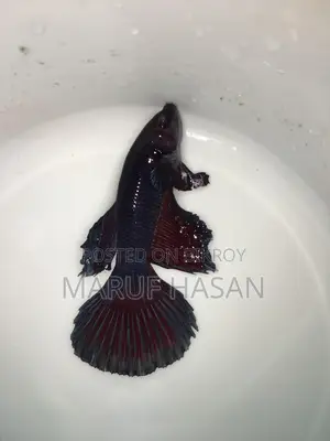 হাফমুন বেটা