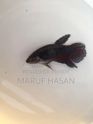 হাফমুন বেটা