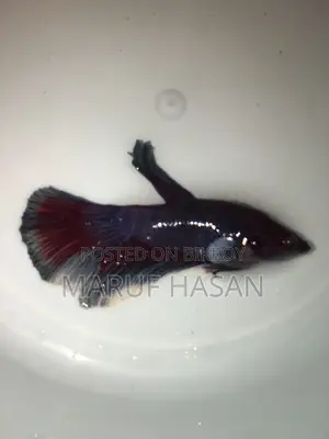 হাফমুন বেটা