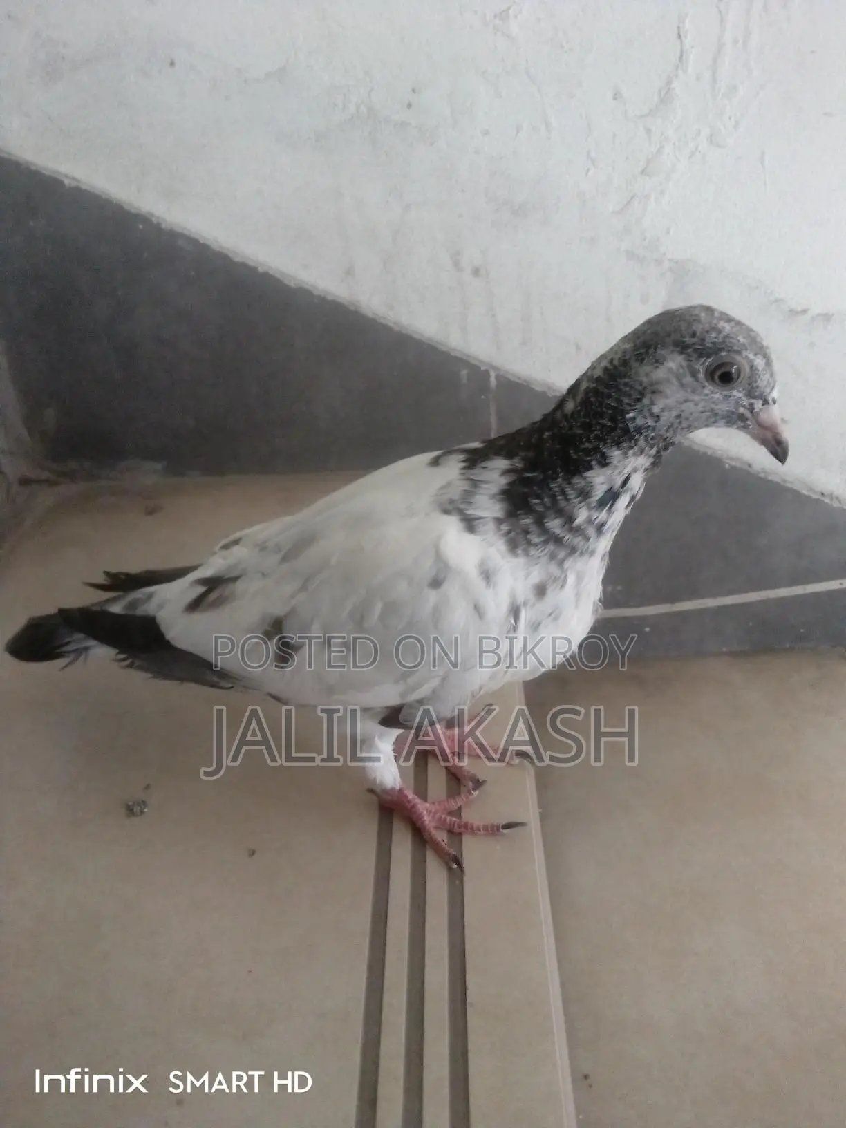 ২/৩ পরের মাদী কবুতর