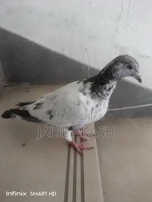 2/3 Feather Pigeon (Female)