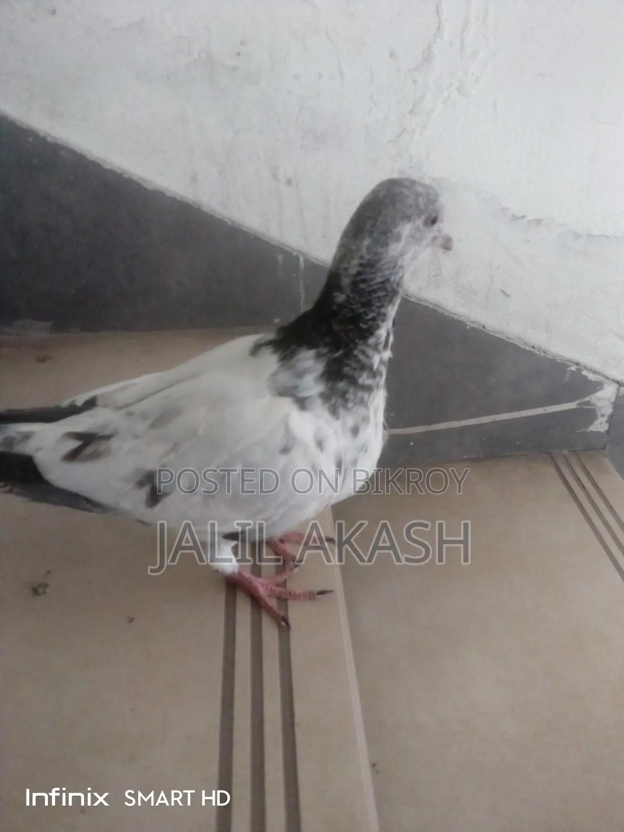 ২/৩ পরের মাদী কবুতর