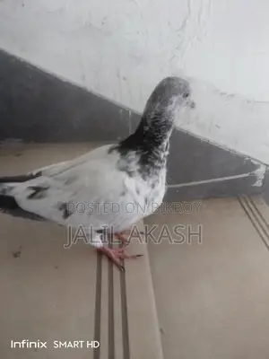 ২/৩ পরের মাদী কবুতর