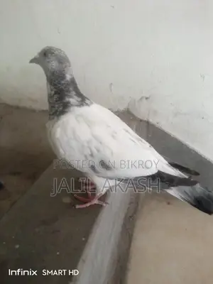 ২/৩ পরের মাদী কবুতর