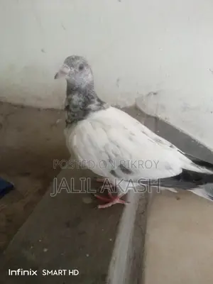 ২/৩ পরের মাদী কবুতর