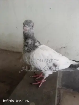 ২/৩ পরের মাদী কবুতর