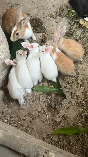 বাচ্চা খরগোশ