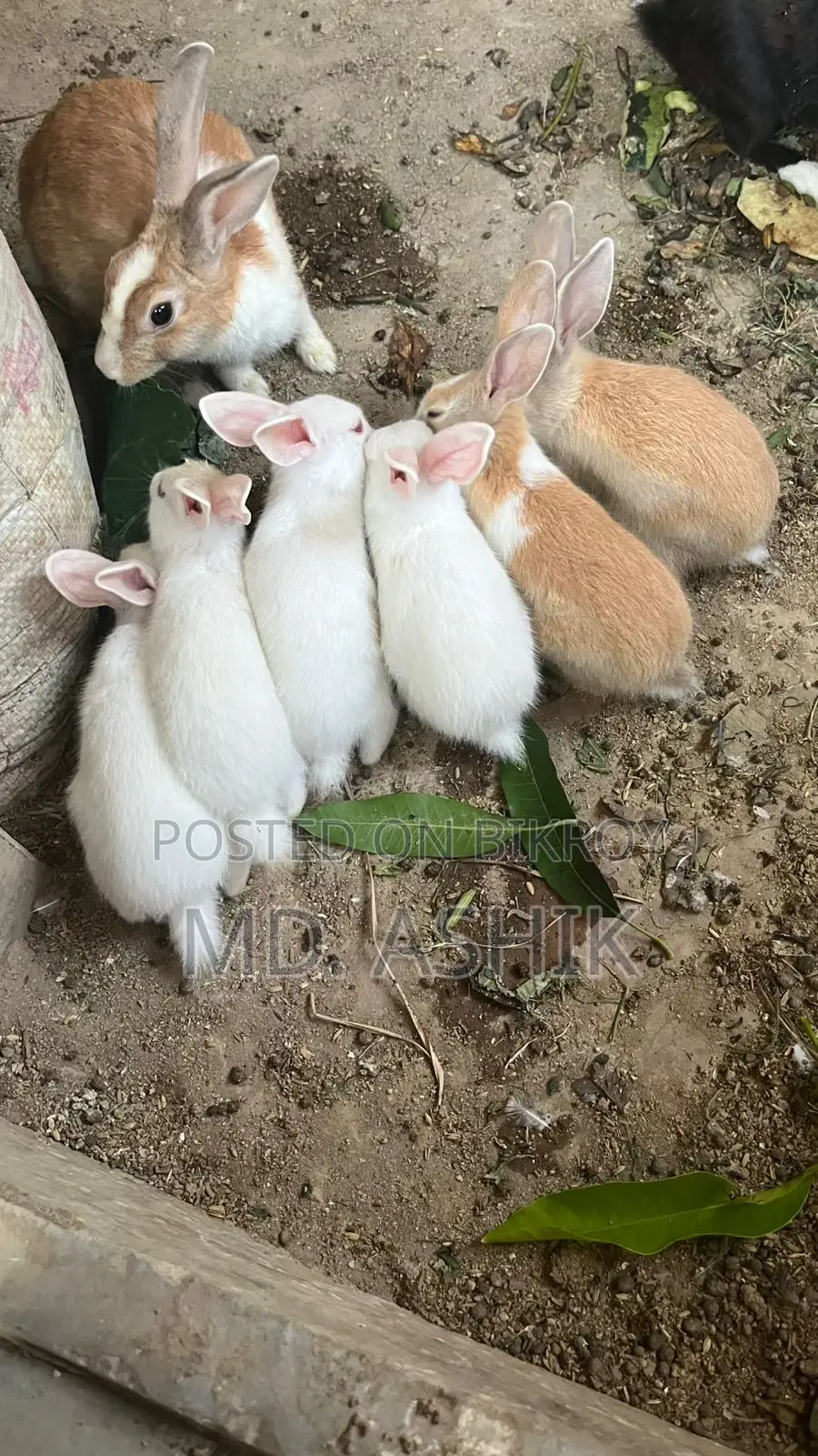 Baby Rabbits