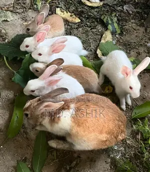 Baby Rabbits