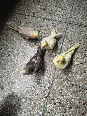 Tame Cockatiel