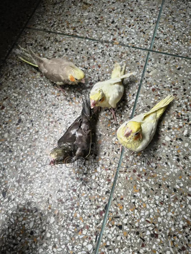 Tame Cockatiel
