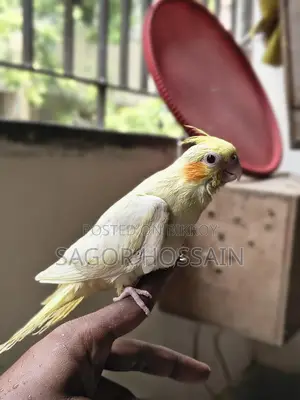 Tame Cockatiel