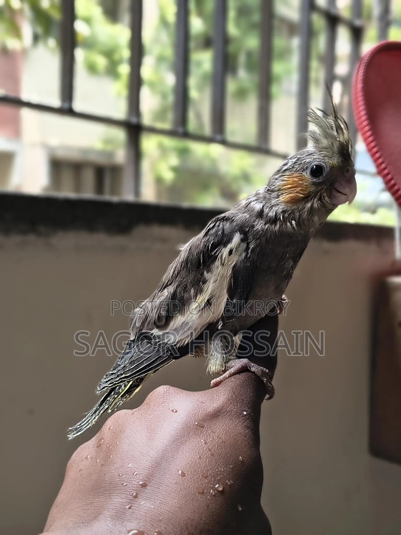Tame Cockatiel