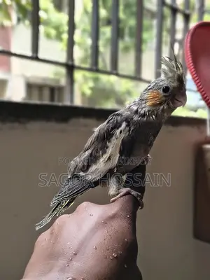 Tame Cockatiel