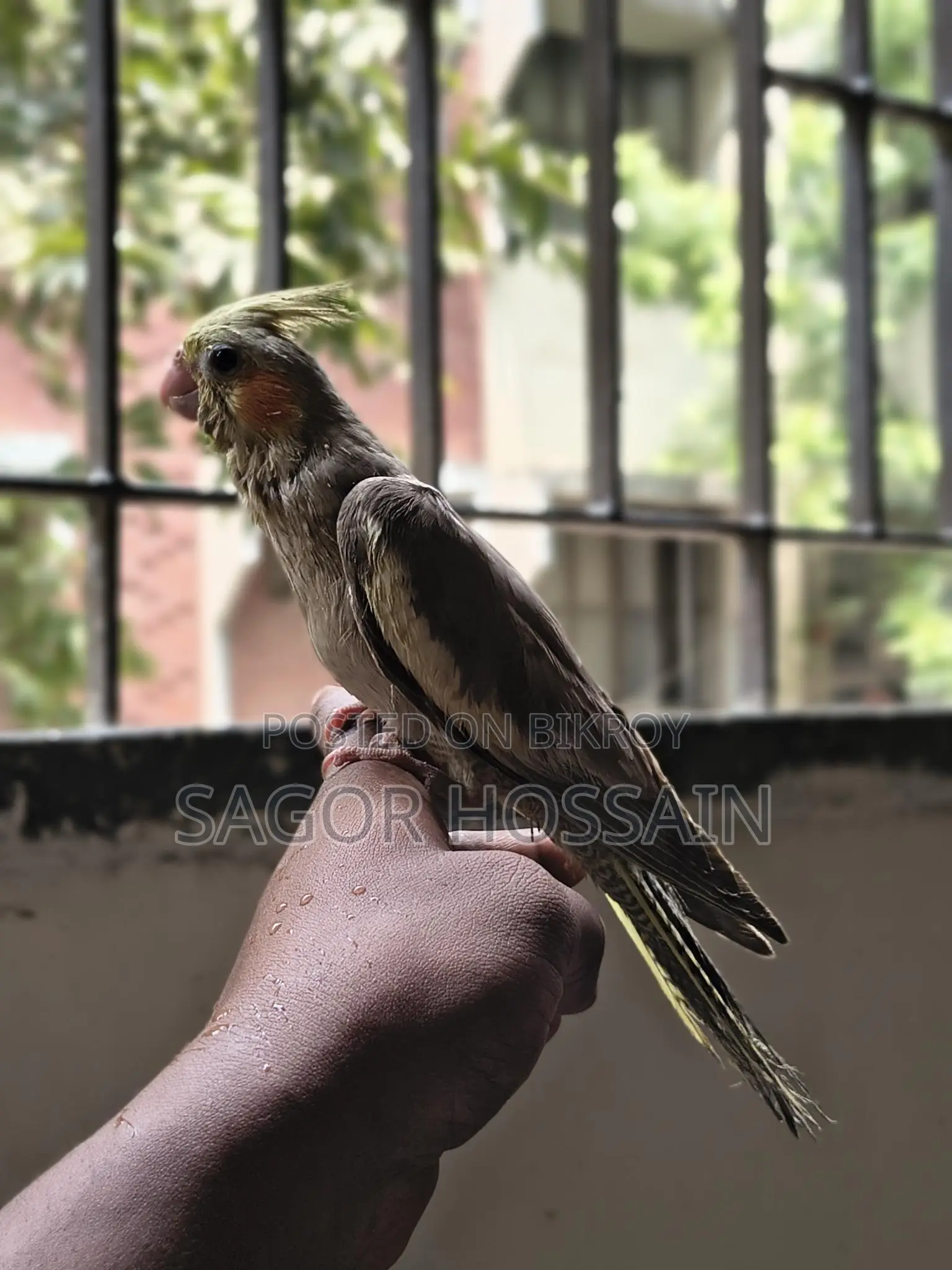 Tame Cockatiel
