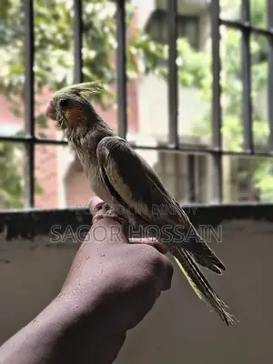 Tame Cockatiel