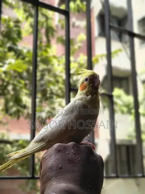 Tame Cockatiel