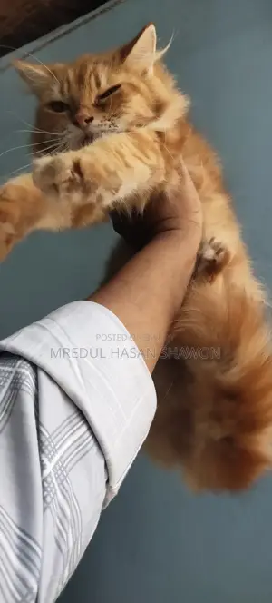 এডাল্ট পারসিয়ান