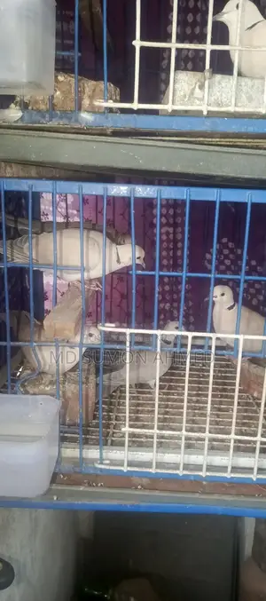 ঘুঘু পাখি রানিং টিম দেয় বাচ্চা