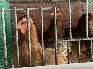 ডিম পাড়া লেয়ার মুরগি