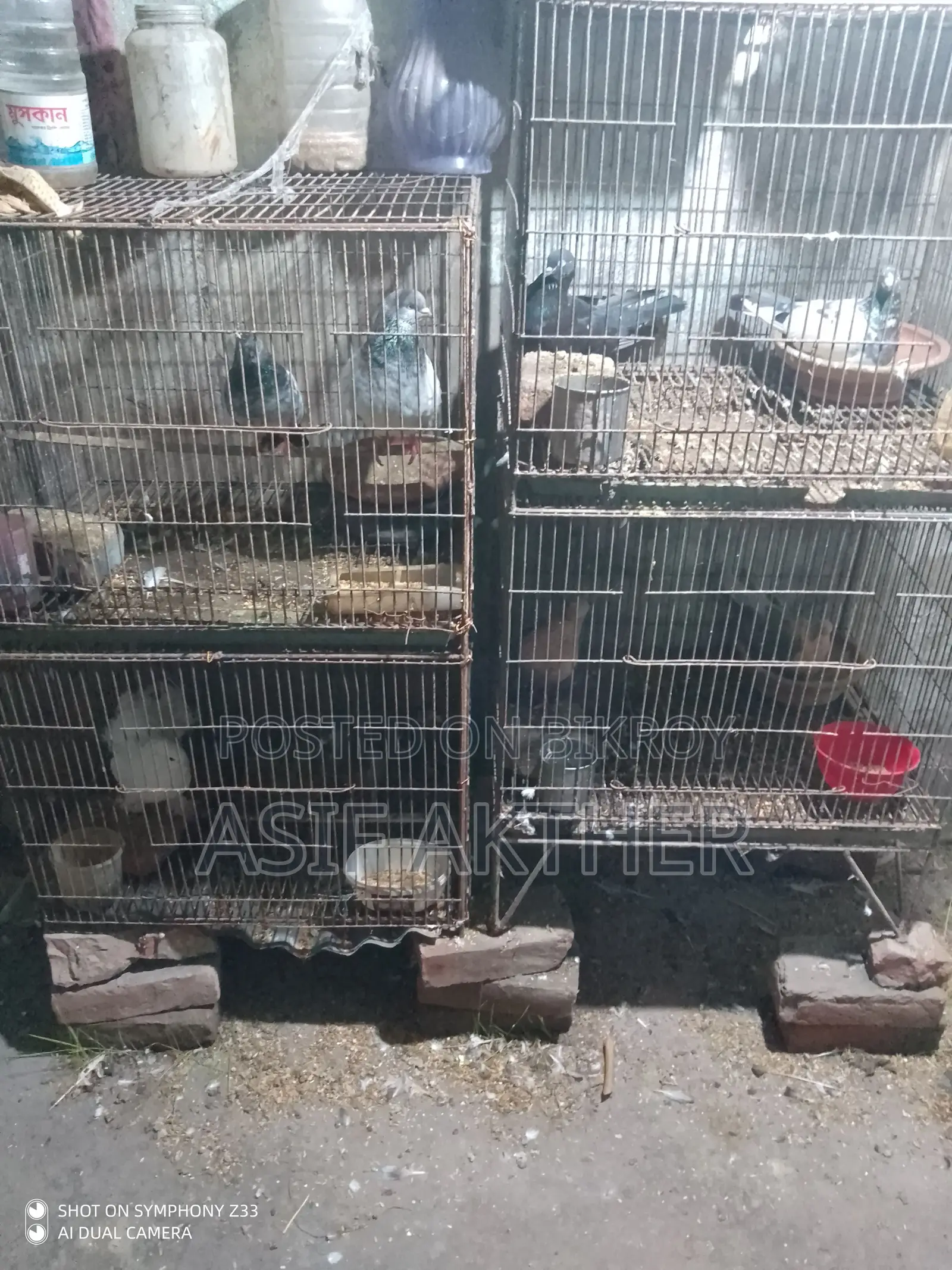 Pigeons for Sale