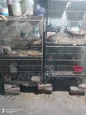 Pigeons for Sale