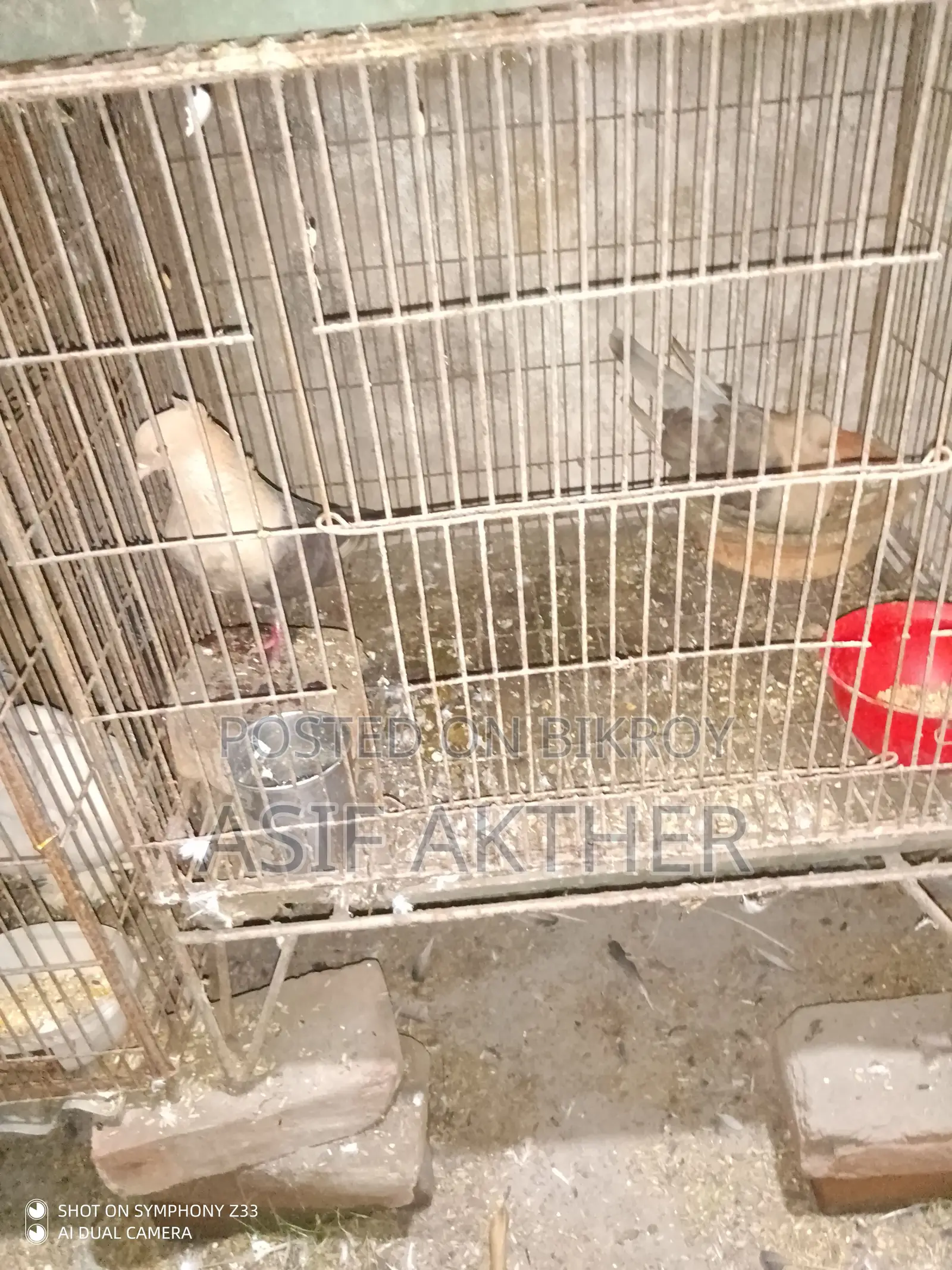 Pigeons for Sale