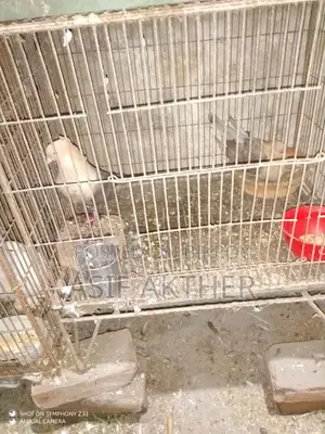 Pigeons for Sale