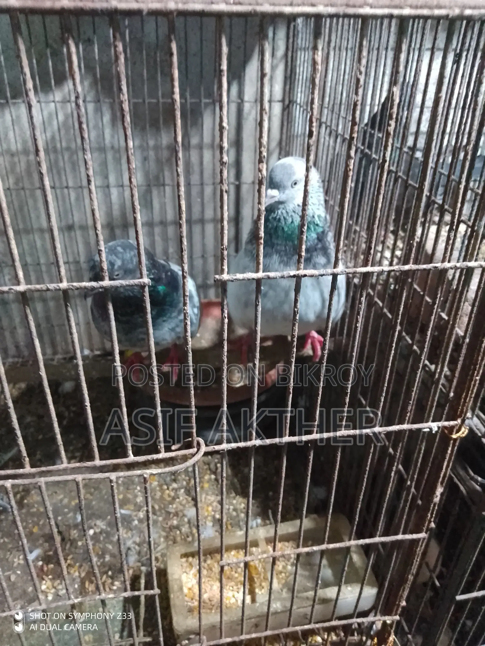 Pigeons for Sale