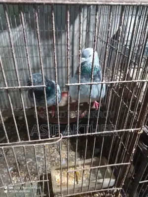 Pigeons for Sale
