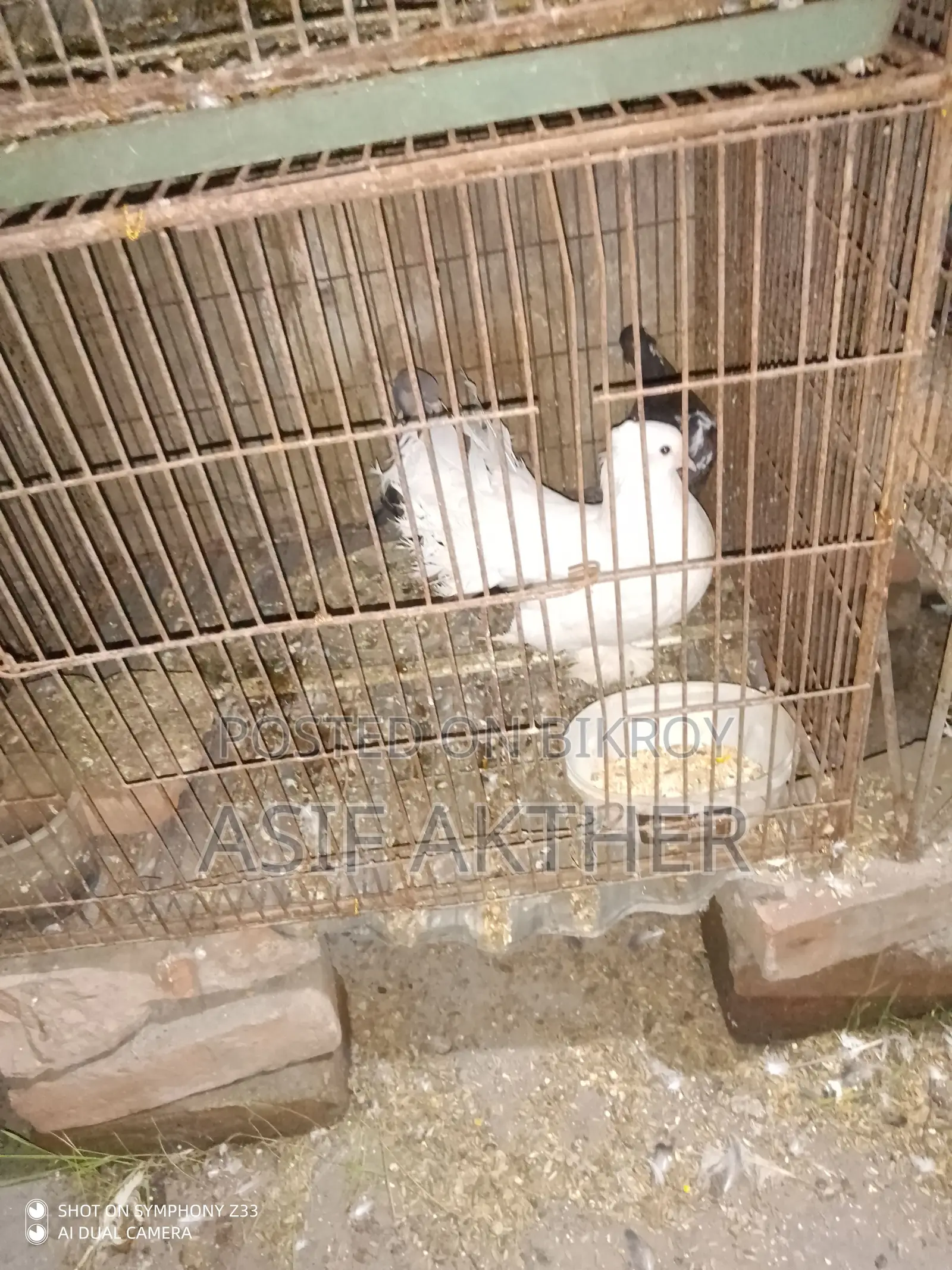 Pigeons for Sale