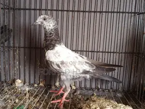 Pakistani Pigeons