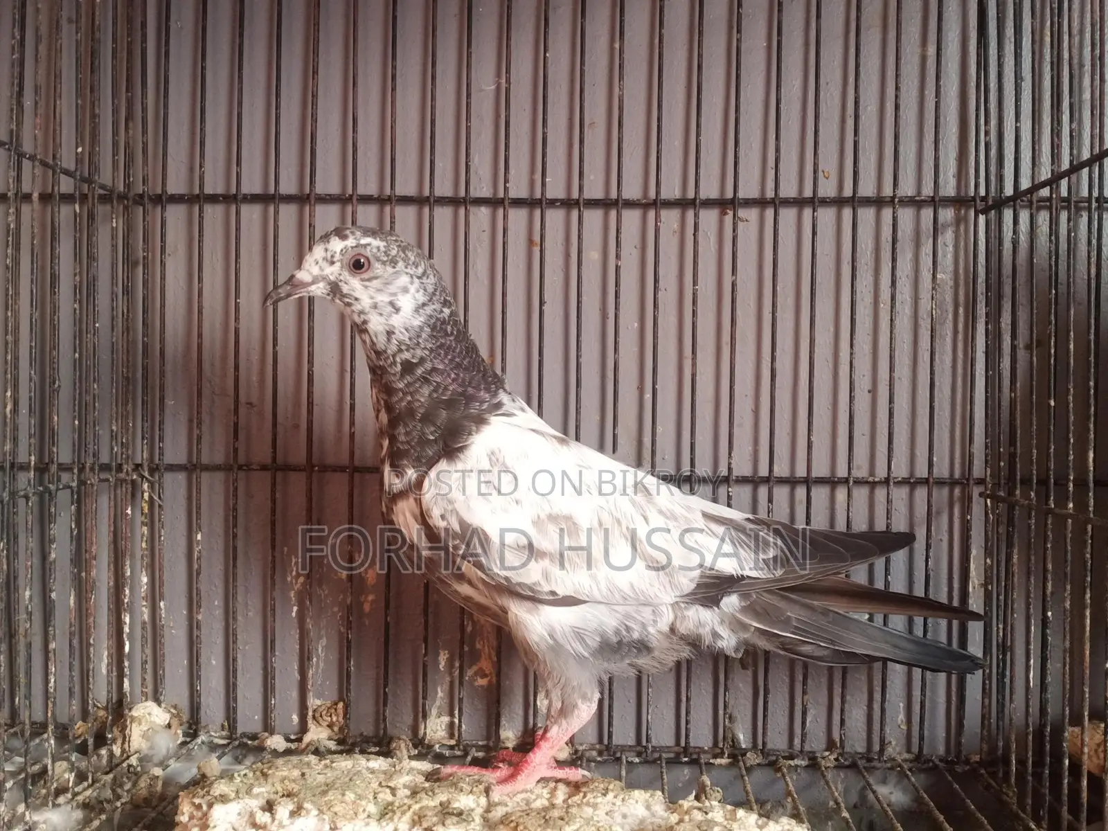 Pakistani Pigeons