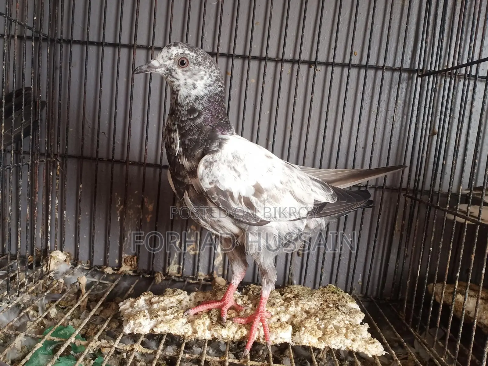 Pakistani Pigeons