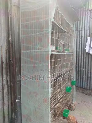 পাখির খাঁচা