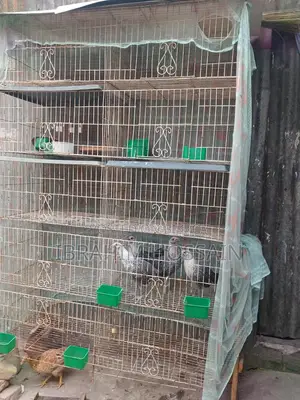 পাখির খাঁচা