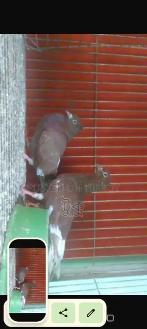 Pigeons for Sale