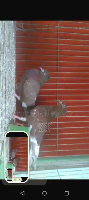 Pigeons for Sale