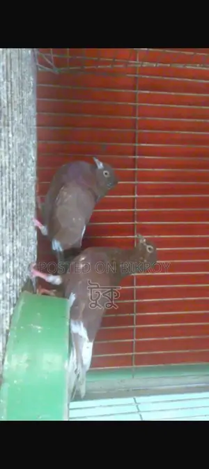 Pigeons for Sale