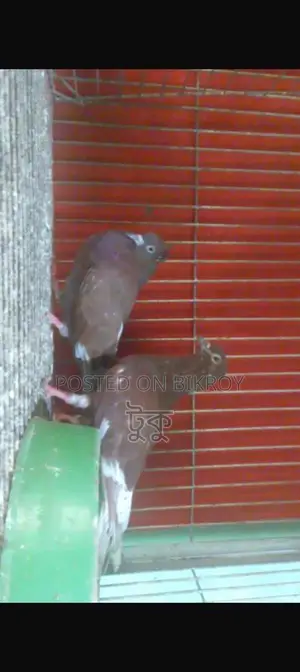 Pigeons for Sale