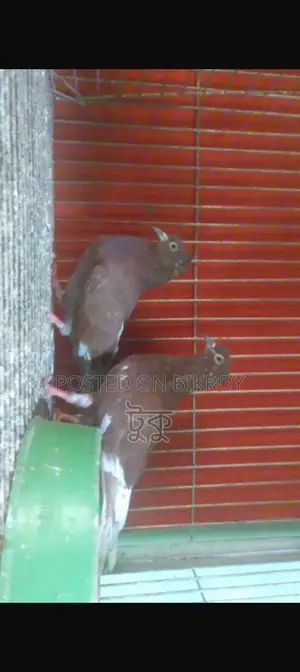 Pigeons for Sale