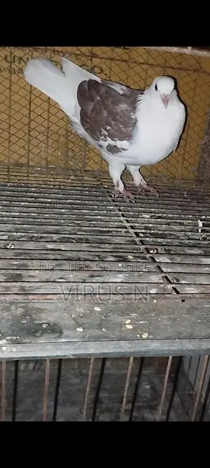 গোল্লা মাদি