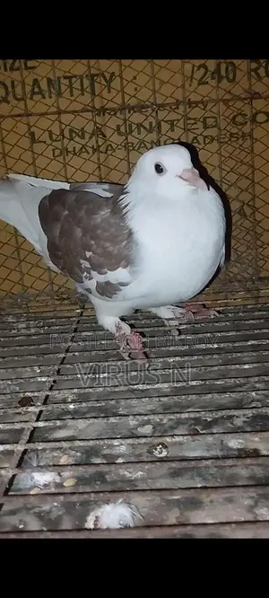 গোল্লা মাদি