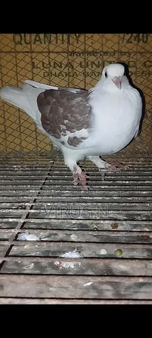 গোল্লা মাদি
