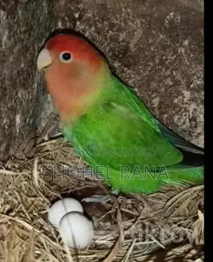 Cockatiels and Lovebirds for Sale!