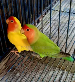 Cockatiels and Lovebirds for Sale!