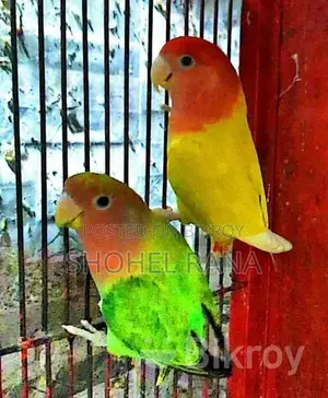 Cockatiels and Lovebirds for Sale!