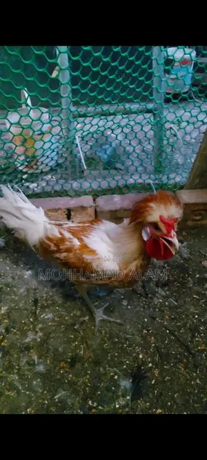 Buf Poliscap Male