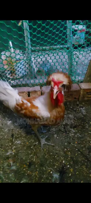 Buf Poliscap Male